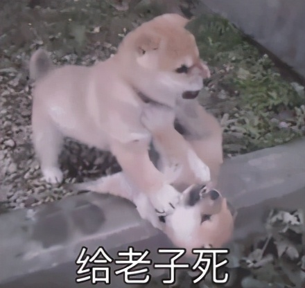 南方蟑螂,广东蟑螂很担心你是什么梗