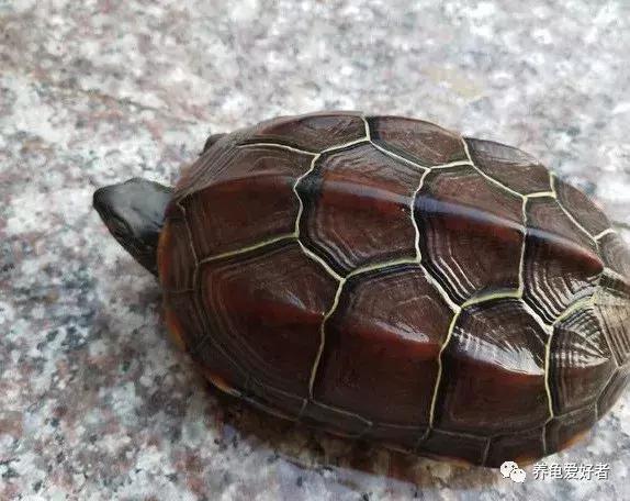 乌龟龟甲破了还会长回来吗,龟背甲受伤需要干养吗