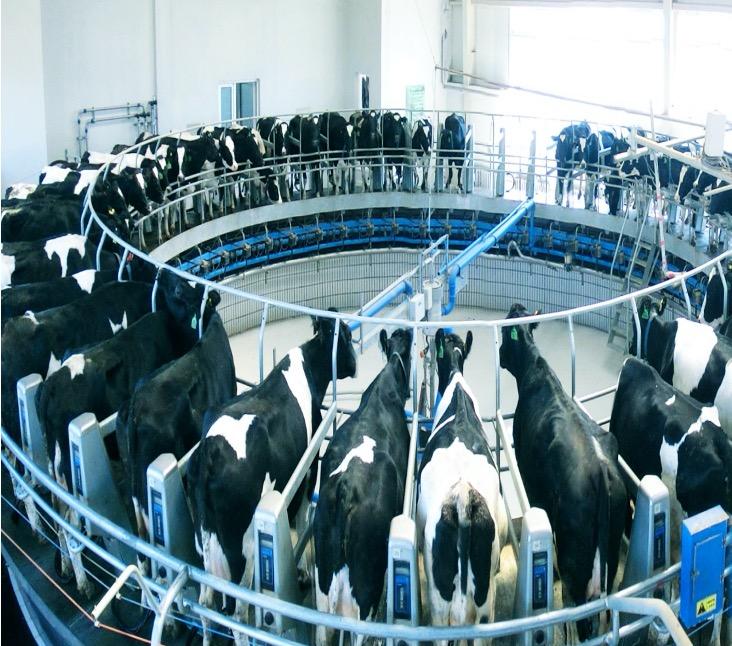 黑沃牧场纯牛奶和完达山纯牛奶,完达山黑沃牧场牛奶多少钱一箱