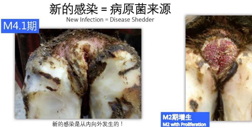 蹄病的种类和治疗方法,蹄病的预防与治疗