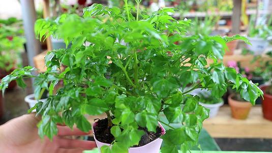 幸福树叶子发黄焦枯了怎么办,幸福树叶边发黑焦枯怎么办