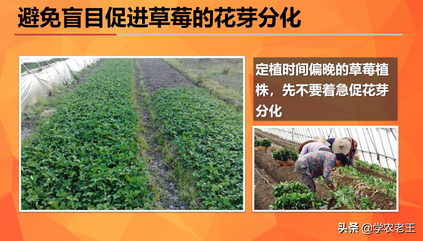 草莓长势好但不结果是什么原因,草莓长势不好用什么办法