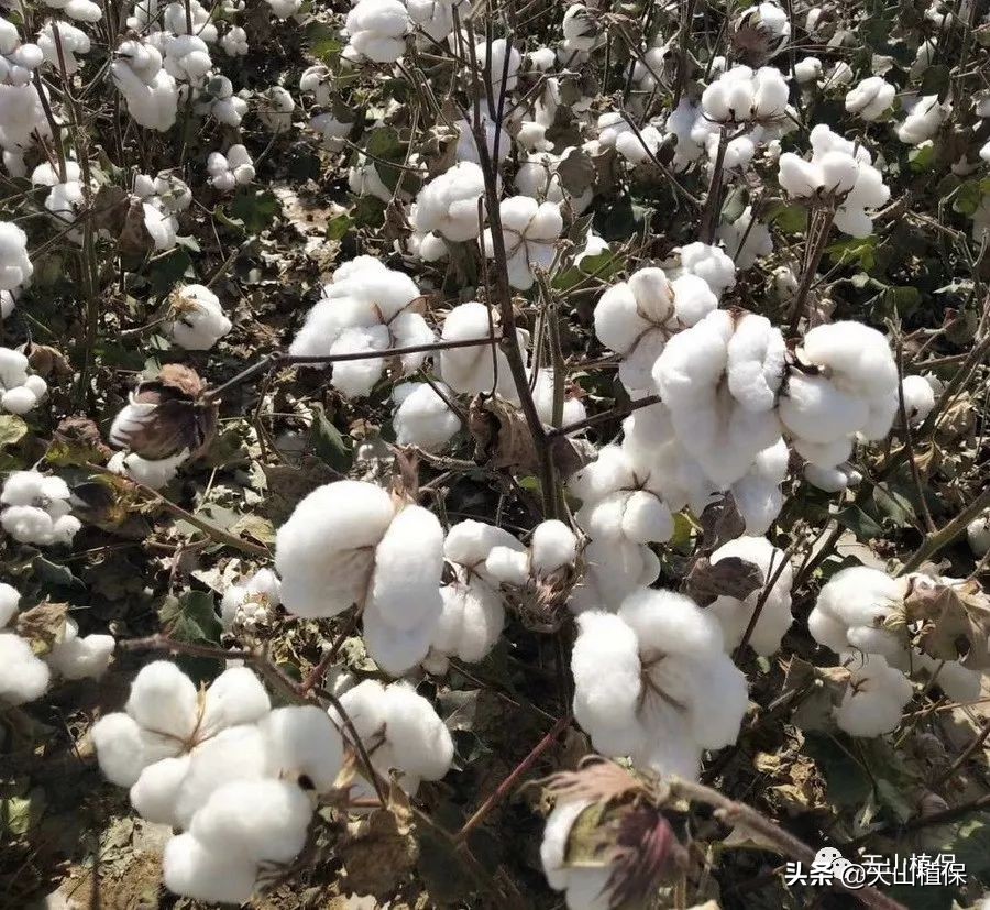 疆新棉业,新疆未来棉花生产应采取的措施