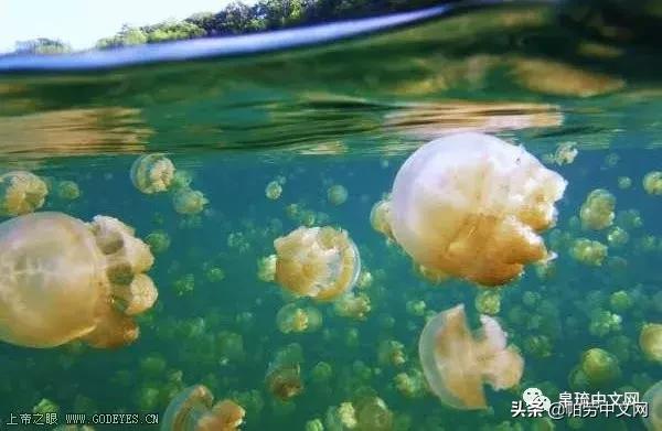 帕劳十大经典玩法,帕劳七大奇迹