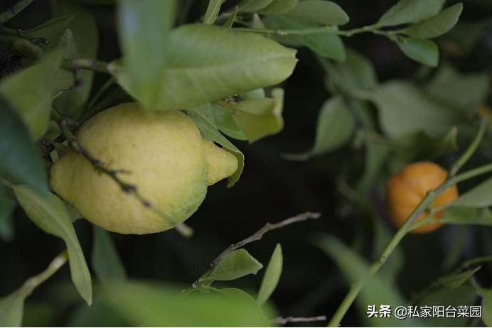 阳台种一年四季都可以吃的水果,阳台种水果首选这5种