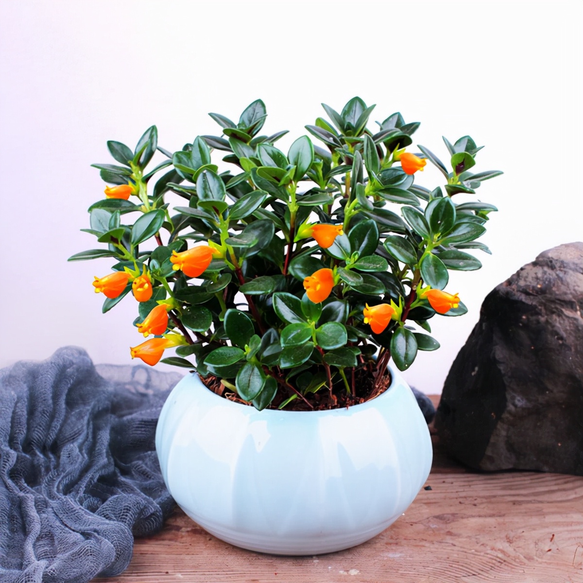 观花最好养的植物,5-10月适合养什么花