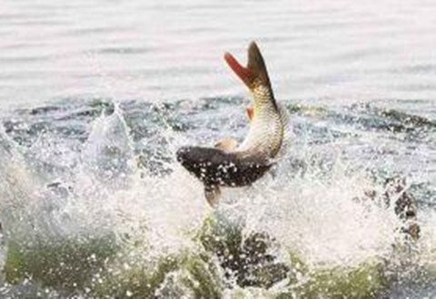 野钓如何选鱼竿的调性,鱼竿调性是什么意思