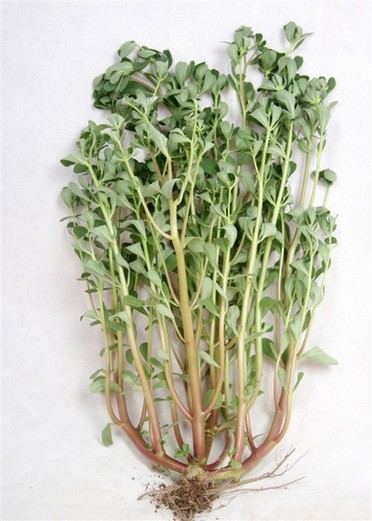 畜禽拉稀用什么药最好,治疗猪牛羊腹泻