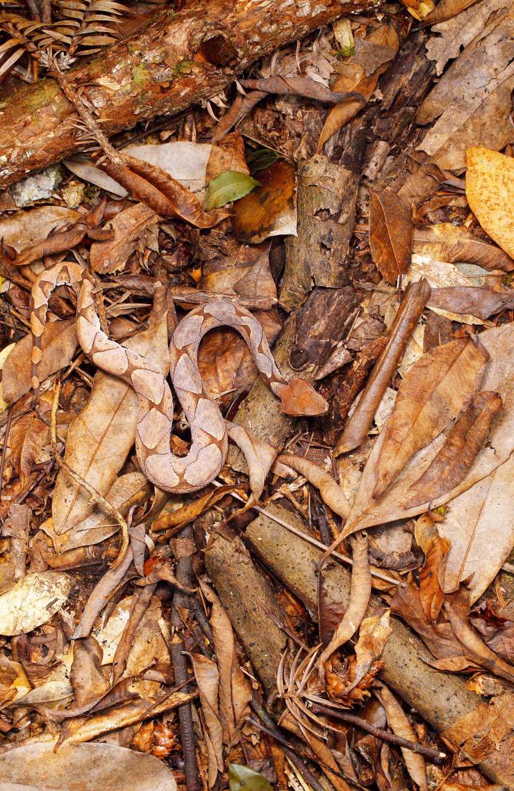 男子被五步蛇咬伤一刀斩断手指,男子被五步蛇咬后七孔流血