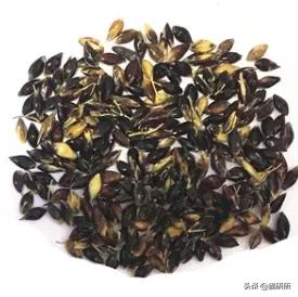 猫咪不吃肉肉怎么办,猫咪不吃鱼吃草怎么办