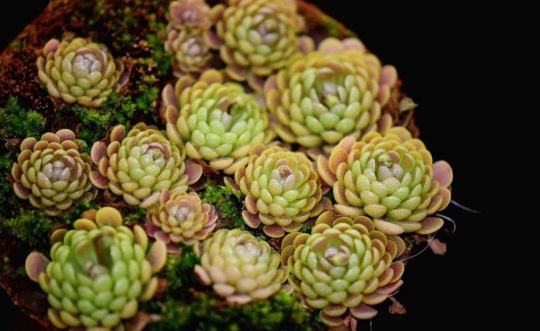 驱蚊抗寒最强的花卉,驱蚊最厉害的花盆栽