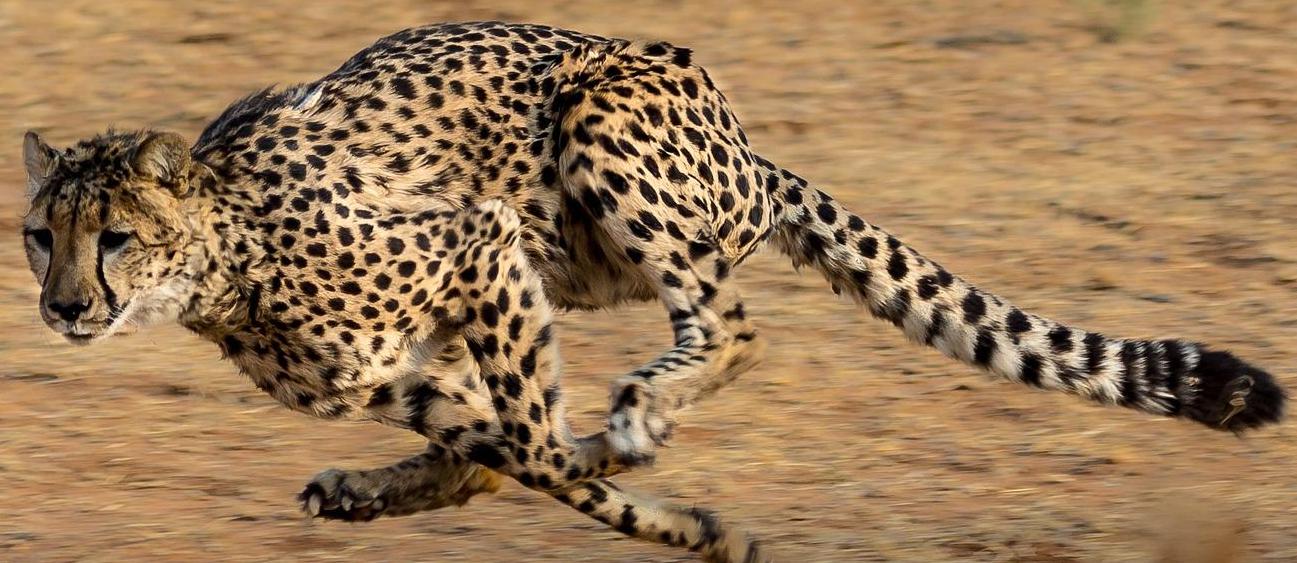 大自然中的植物捕猎者,大自然捕食