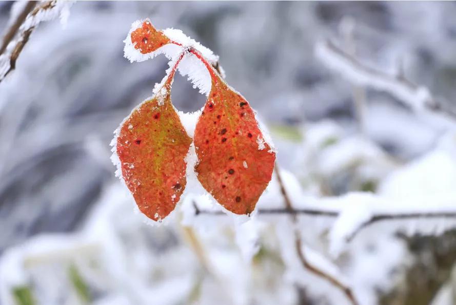 无雪不成冬,都江堰玩雪一日游