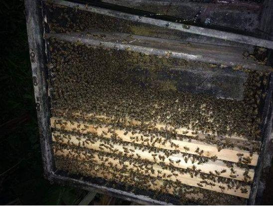 怎样让蜜蜂快速分群分蜂,蜜蜂如何帮它分家