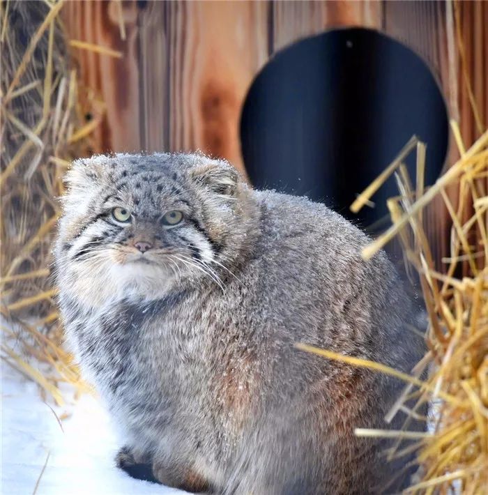 兔狲冬天冷的时候可爱瞬间,兔狲被别人当猫咪