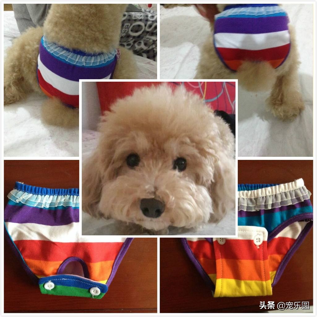 狗女来大姨妈了,铲屎官们知道要怎么处理吗?