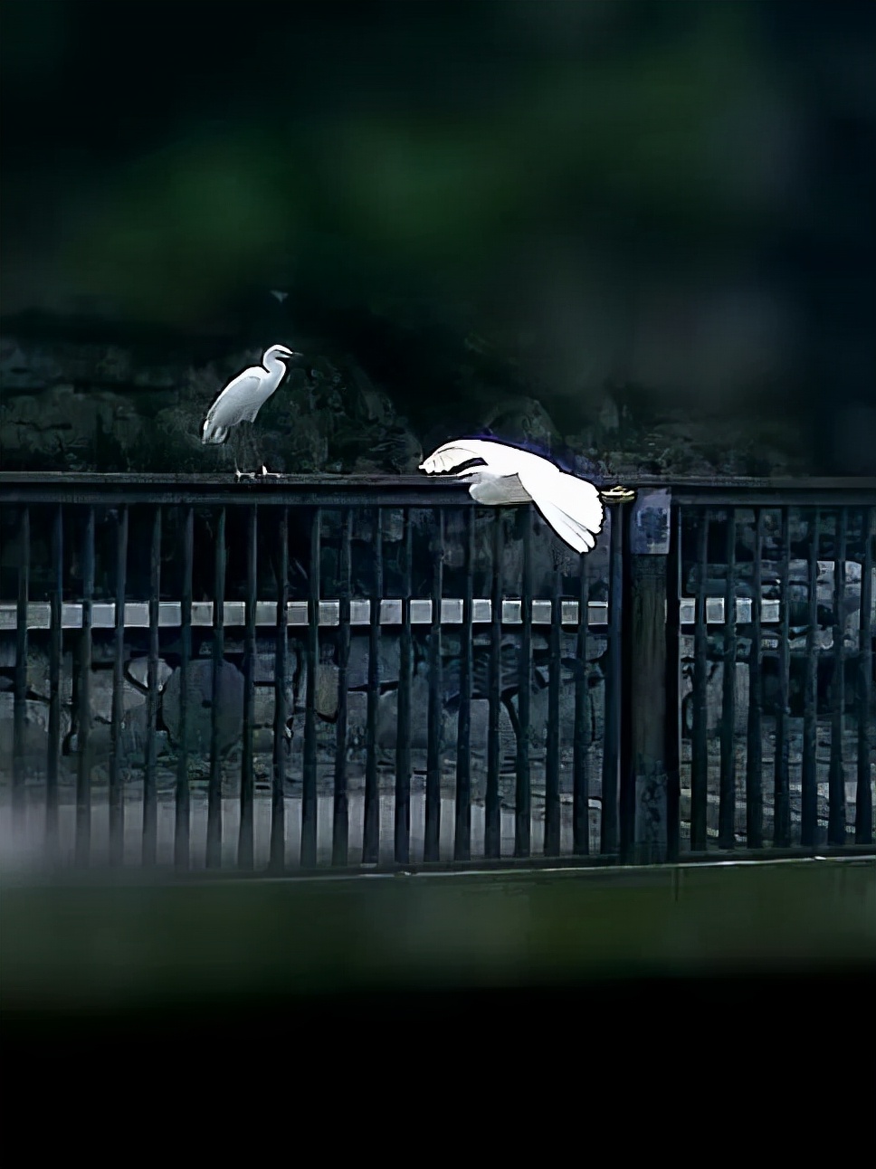 珍稀鸟类现身成都,在双流春游看花