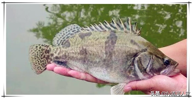 鳜鱼味道闻起来是臭的,鳜鱼最大多少斤