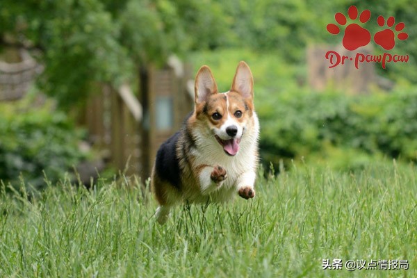 如何解决狗狗爱扑人的坏习惯,什么办法可以改善狗爱咬手