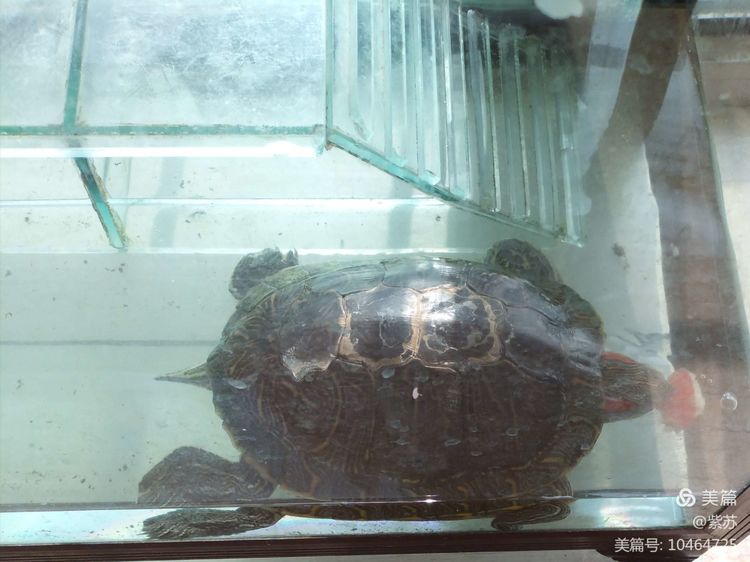 什么乌龟蜕壳,乌龟的退壳