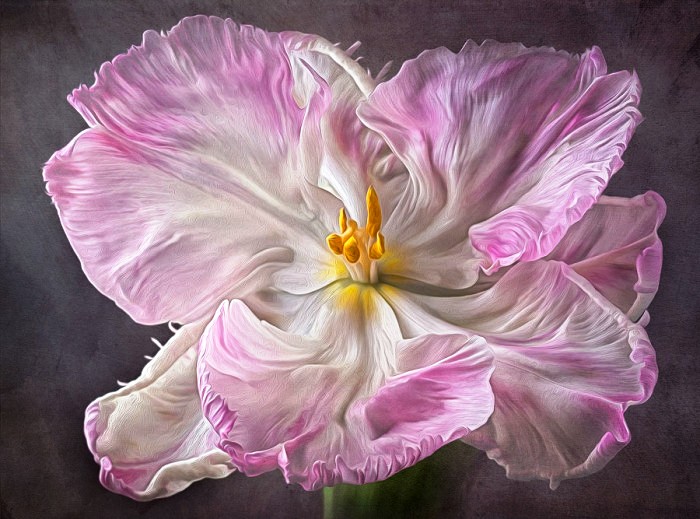 12月20日早安正能量阳光的说说,阳光心态正能量短句子很燃很励志