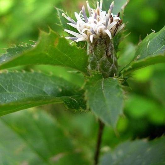 苍术根腐病灌根有效果吗,苍术根腐病属于真菌还是细菌