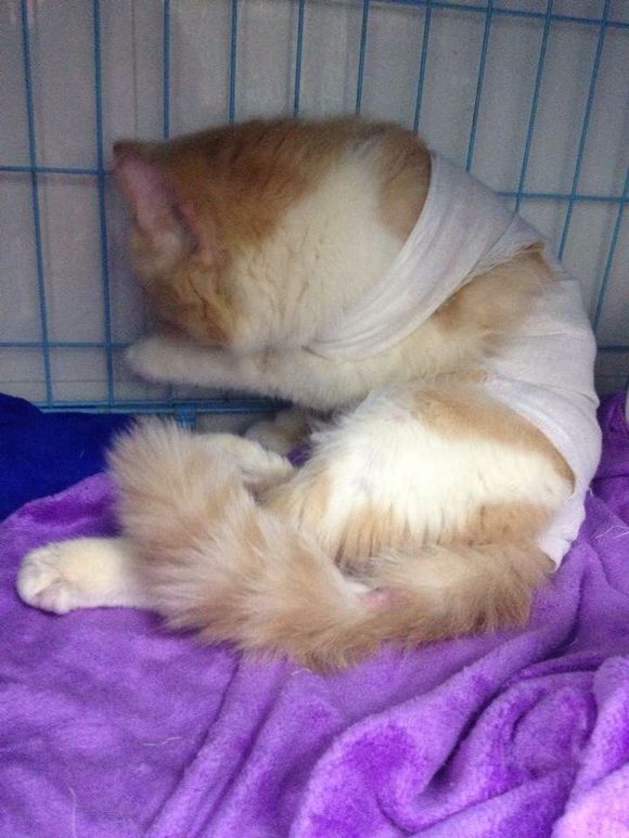 猫癣经历,猫癣的形成原因与治疗方法