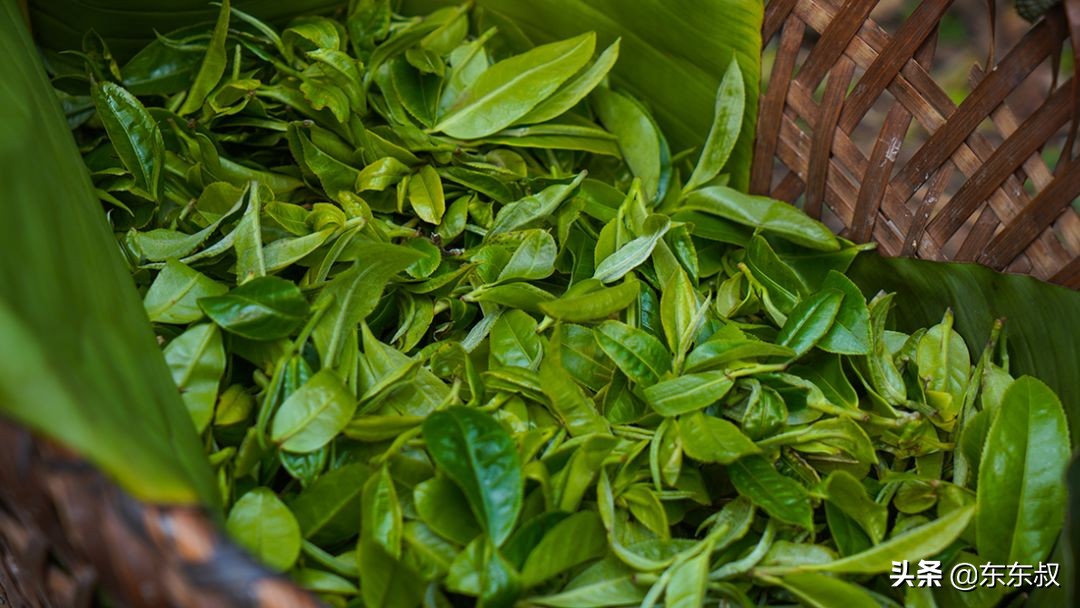 无量山普洱茶有哪些著名山头,无量山普洱茶是哪个茶区生产的