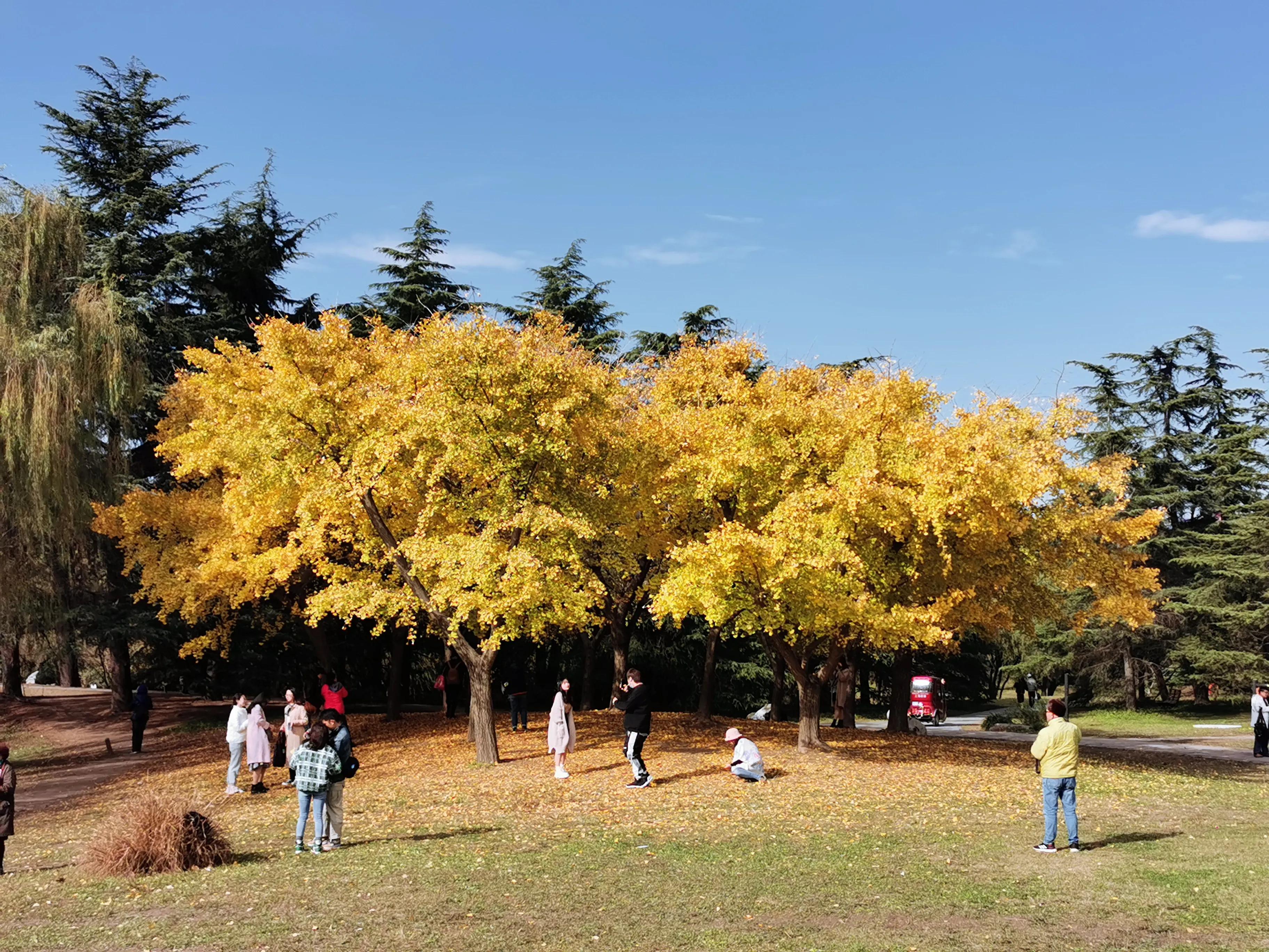 上海共青森林秋景,上海共青森林公园夜景