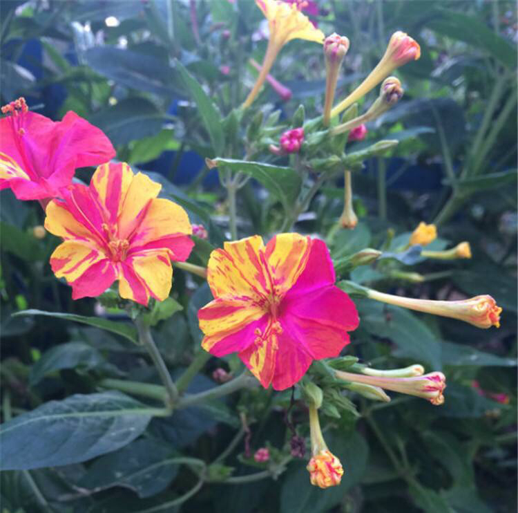 紫茉莉花种子怎么长出来,紫茉莉花的观赏特性