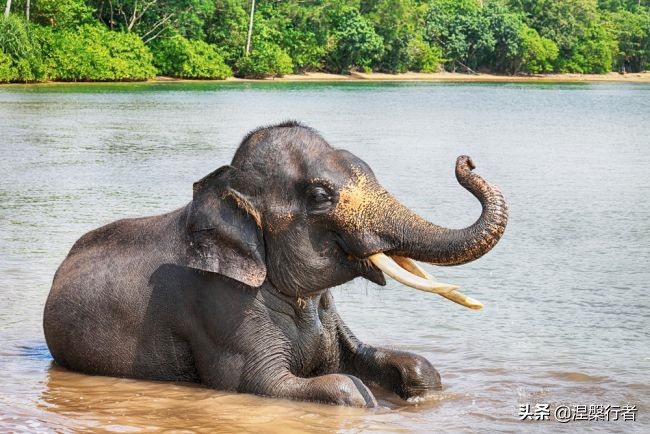 50种珍稀保护动物,为什么人类应该保护濒危物种