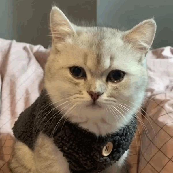 猫咪饲养管理现状,猫和老鼠猫咪现状