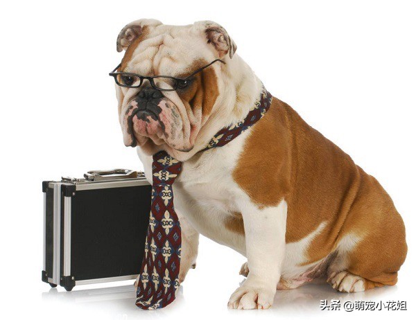 去犬舍买狗如何避免被坑,犬舍买狗注意事项