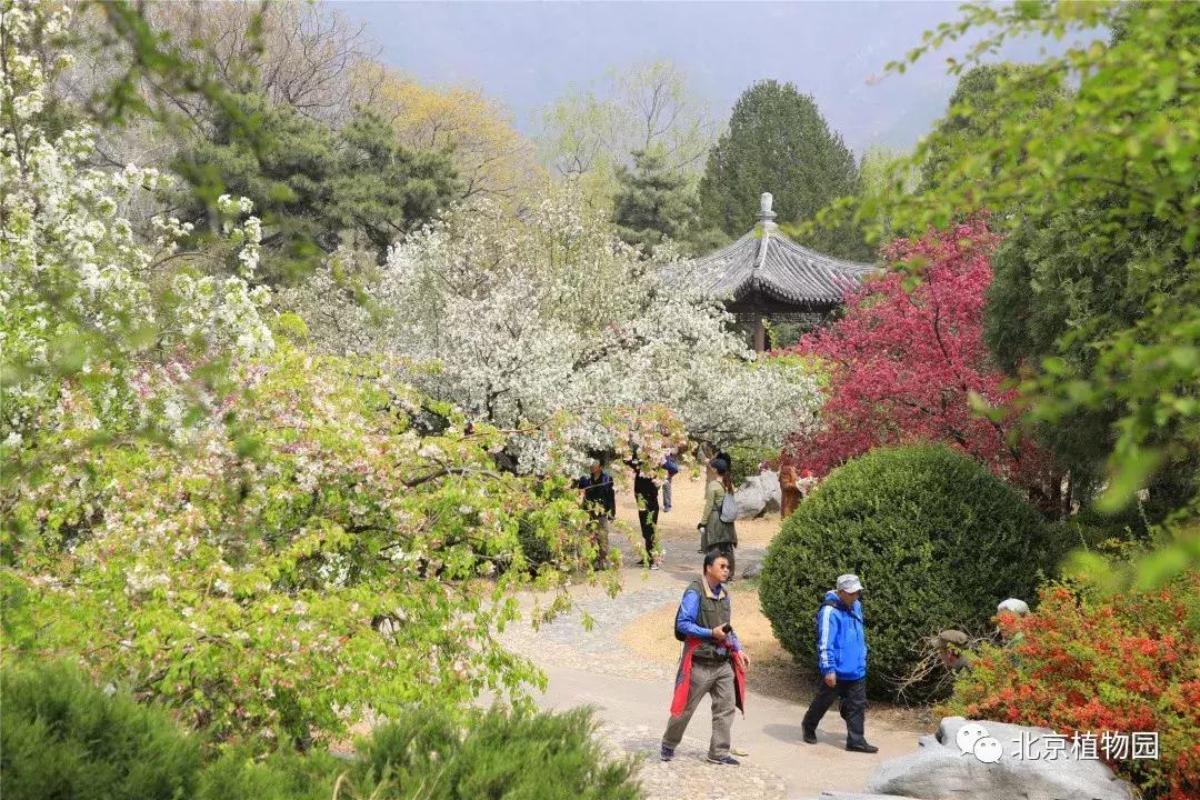 中国科学院植物研究所北京植物园,北京植物园有牡丹花还有什么花