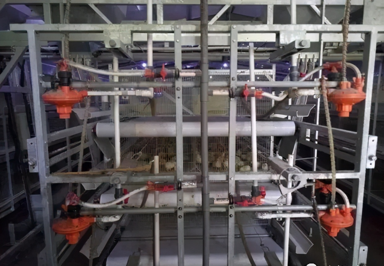 笼养肉鸡夏季管理,笼养肉鸡的管理