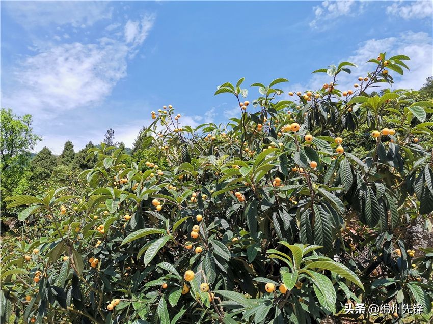 哪个地区的大五星枇杷口感最好,绵阳北川圣灯山枇杷