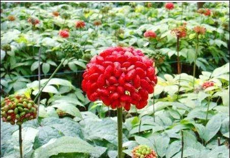 坐浴治疗痔疮的正确方法,清凉油治疗痔疮的正确方法