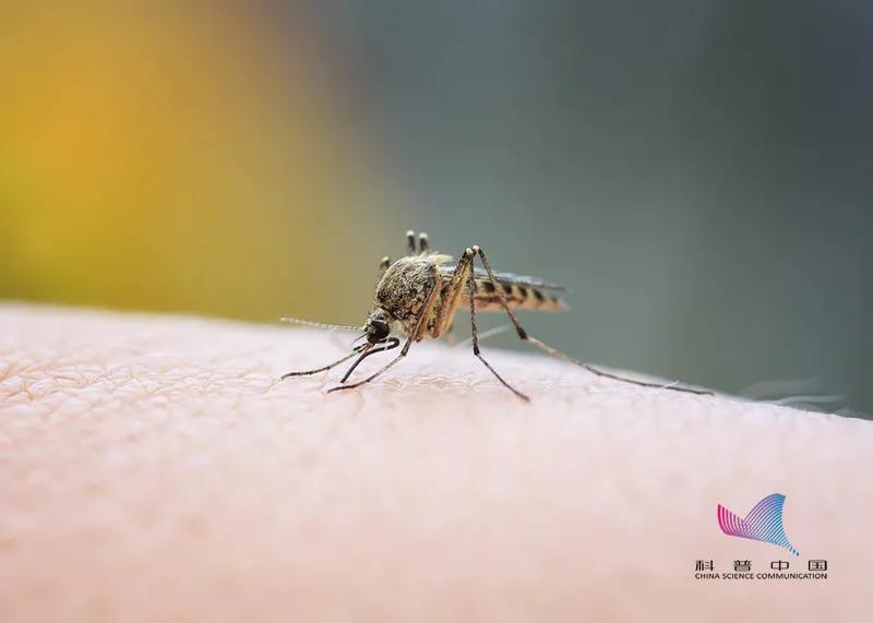 你知道蚊子为什么咬你不咬别人吗,蚊子为什么爱咬你看完你就知道了