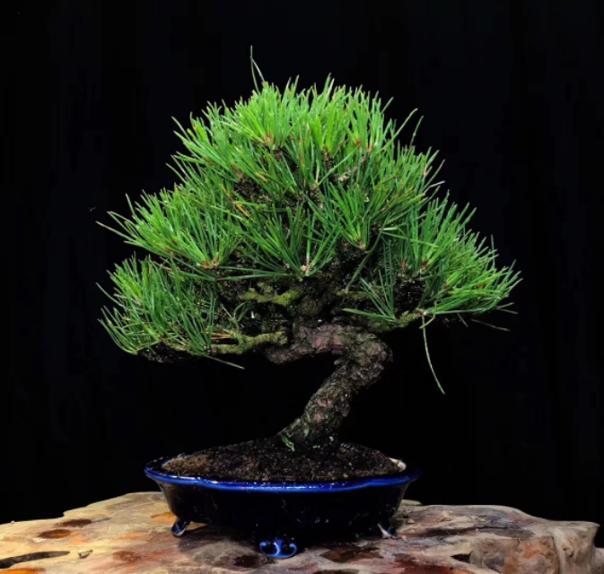 日本三河黑松盆景北方过冬,日本三河黑松小盆景