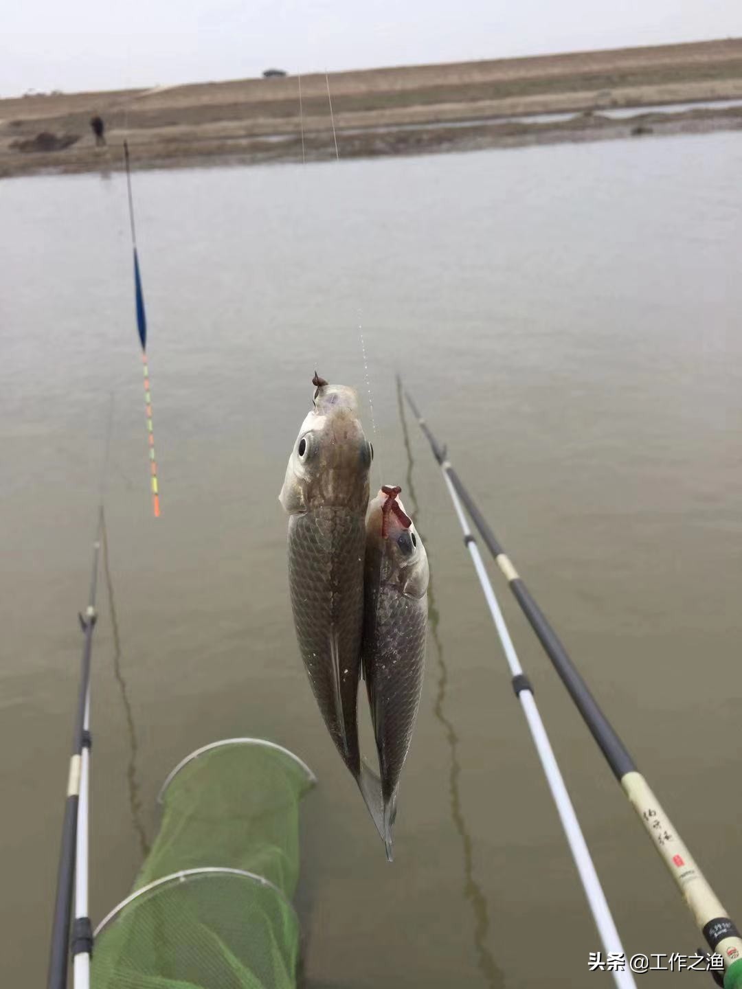 钓鱼先钓离底再钓底,钓鱼钓底有什么需要注意的