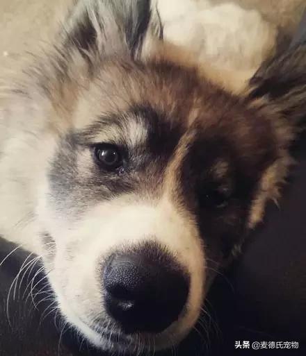 狗中三傻阿拉斯加萨摩耶,哈士奇阿拉斯加萨摩耶宠物秀