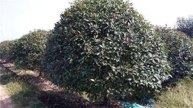 「苗木通新晋会员」湖州陈春耕：细节具体、价格适中、售后保障