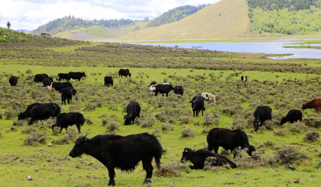 洛克徒步木里到稻城翻的是哪座山,秘境四川甘孜