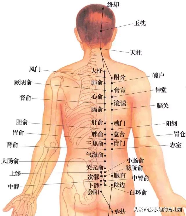 上身胖是脾胃不好下身胖,肚子胖到底是脾问题还是肾问题