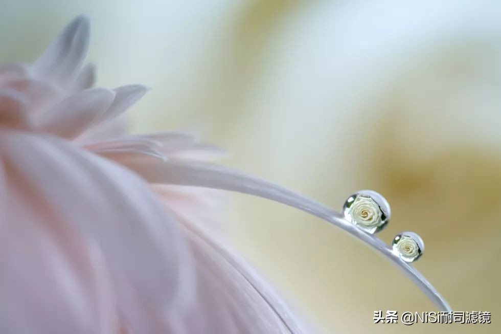 微距蚂蚁喝露水：曝轰动日本的摄影技能