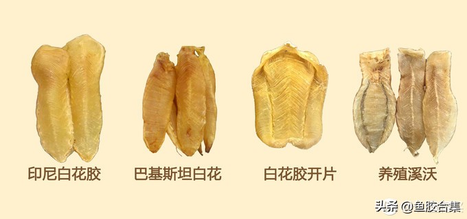 如何辨别鱼胶的好坏和质量,鱼胶入门指南新手必看