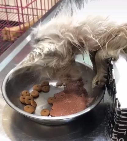 小猫被主人丢弃却被路人打了,小猫幼崽被遗弃后续