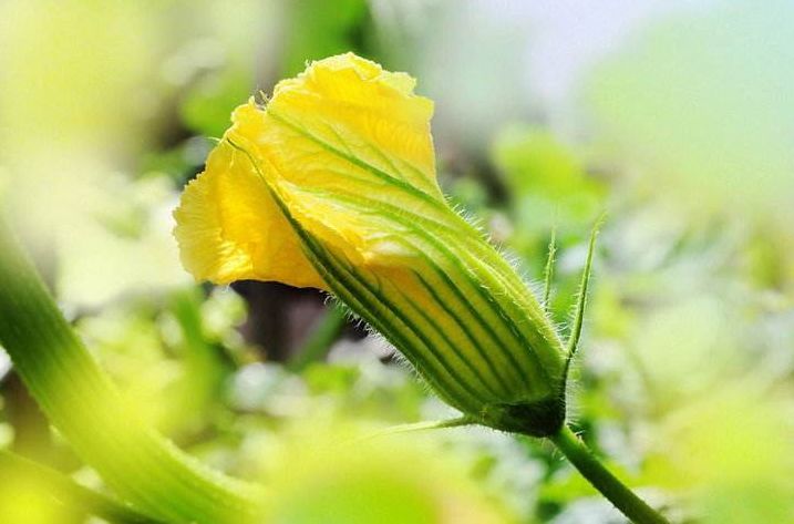 诗词鉴赏-频年学圃休相笑千古英雄亦荷锄，那些诗人种菜的诗词