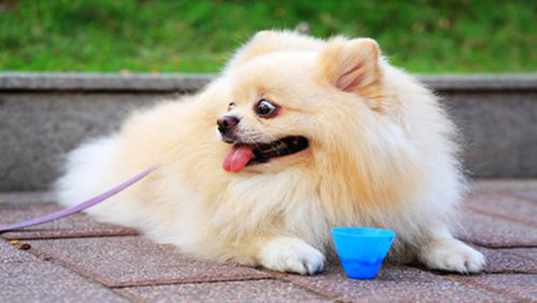 领养狗狗可以挑选品种和年龄么,领养狗狗要领养什么样子的好