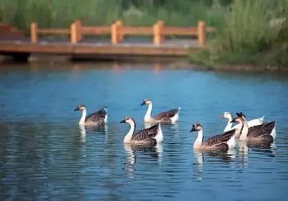 浐灞旅游一号线站点,家门口坐车去旅游真方便